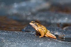 Grasfrosch  - Zum Vergroessern klicken!
